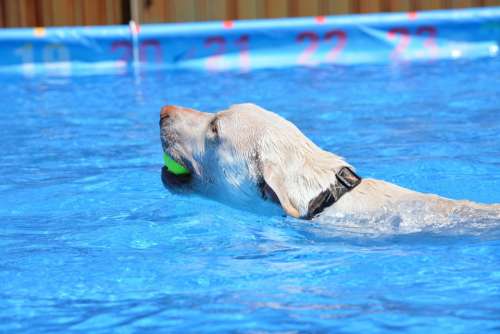 Dog Water Animal Pet Swim Fun Wet