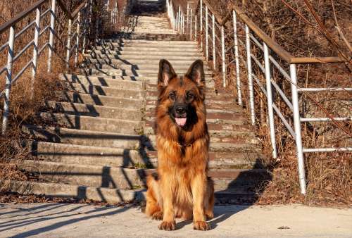 Dog German Shepherd Shepherd Each Animal Portrait