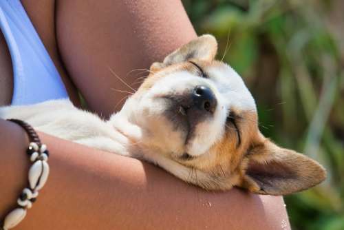 Dog Puppy Sleep Face Animal Portrait Satisfaction