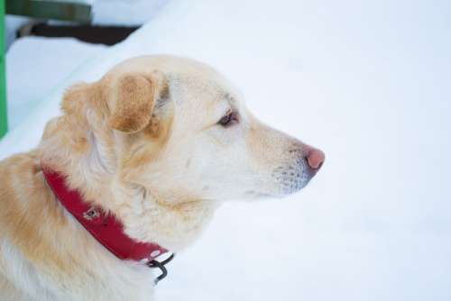Dog Labrador Winter Cold Snow Golden Retriever