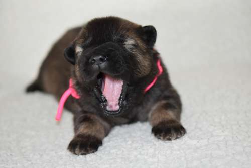 Dog Puppy Young Eurasier Pup Portrait Puppy