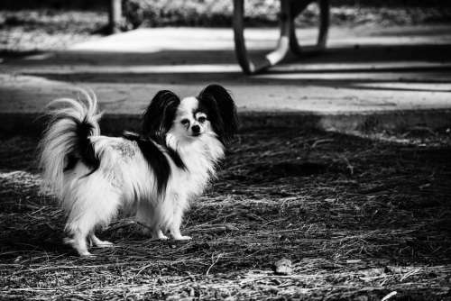 Dog Papillon Park Pet Retro