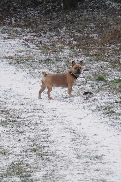 Dog Snow Purebred Dog Waiting Good Winter Nature