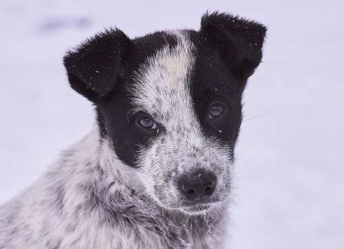 Dog Snow In Winter Portrait Eyes Fur Cute Nature
