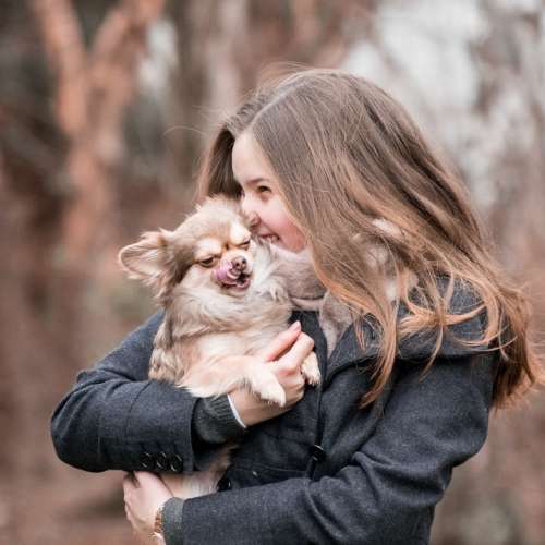 Dog Animal Chihuahua Male Fur Brown Autumn Girl