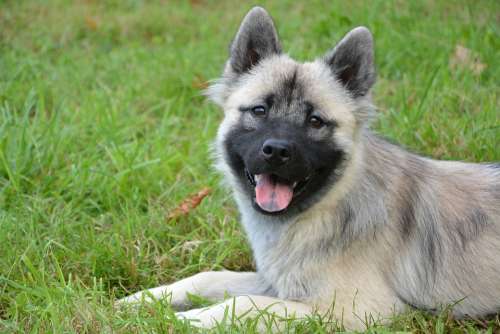 Dog Bitch Dog Eurasier Bitch Nova Animal Eurasier