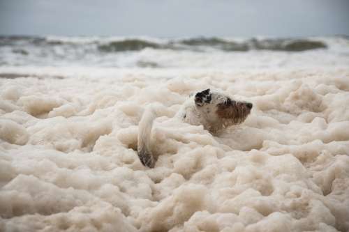 Dog Doggy Style Foam Pet Animal Cute Terrier Wet