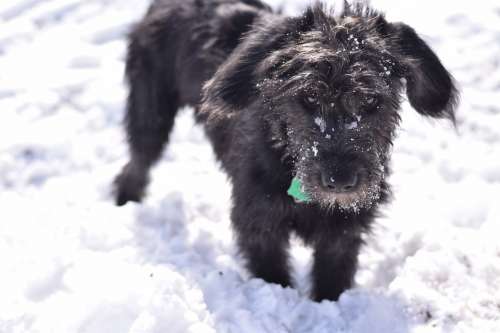 Dog Dog In Snow Snow Animal Puppy Cute Pet