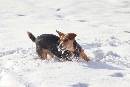 Dog Snow Race Play Agile Fun Winter Animal World