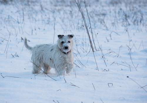 Dog Snow Doggy Style Winter Nature Run