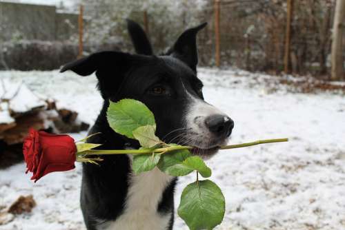 Dog Rose Snow Flower Winter Love Animal