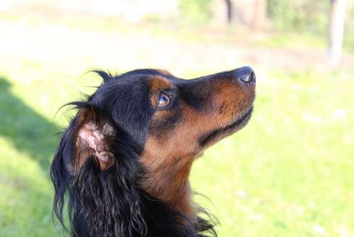 Dog Puppy Cute Adorable Doggy Brown Mammals