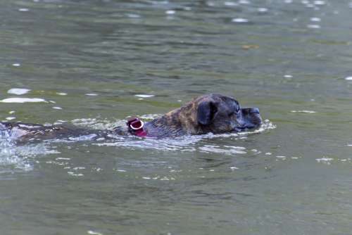 Dog Swimming River Pet Swim