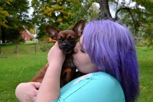 Dog Puppy Kissing Cute Chihuahua Love Purple Hair