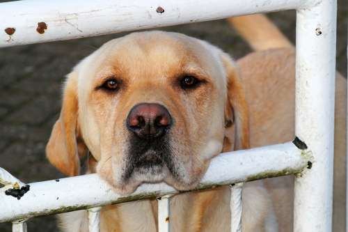 Dog Labrador Animal Pet Close Up Head Affection