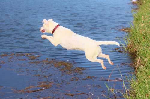 Dog Jump Water Joy Movement