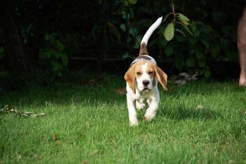 Dog Puppy Beagle Doggy Animal Breed Bigel