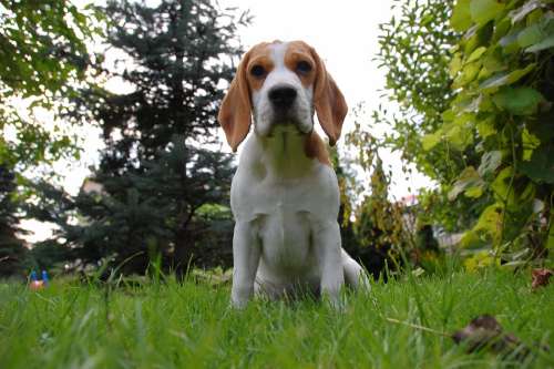 Dog Puppy Beagle Doggy Animal Breed Bigel