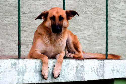 Dog Schäfer Dog German Shepherd Rest