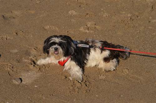 Dog Beach Sand Ocean Cute Canine Fun Outdoor