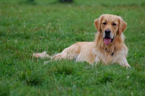 Dog Grass Animal Green Meadow Spacer Golden