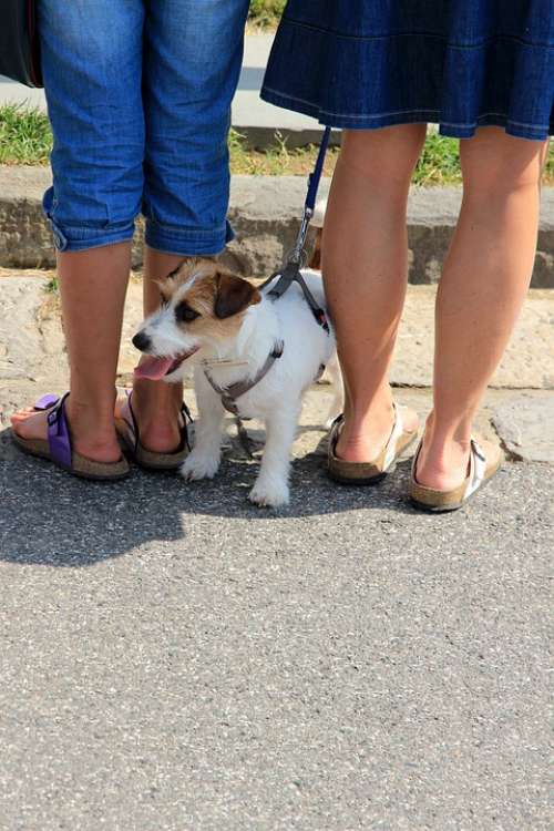 Dog Legs Knuffig Sandals Birkenstock Pair Pet