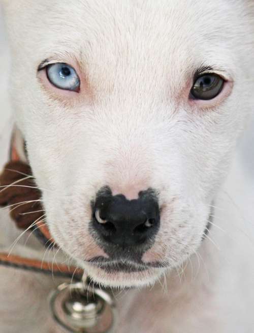 Dog Portrait Eyes Puppy Bell Head Close Up Cute