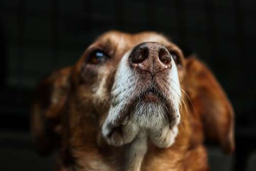 Dog Brown Snout Fur Hybrid Animal Head Portrait