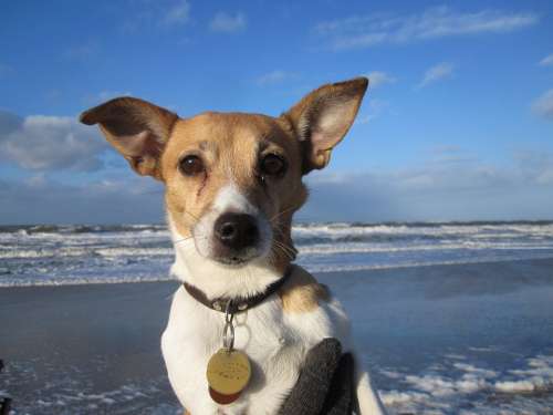 Doggy Sea Pet Water Jack Russel Beach Fun Nice