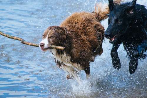 Dogs Playing Fun Water Stick Jumping Splashing