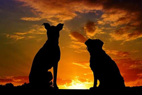 Dogs Animals Sunset Friends Friendship Affection