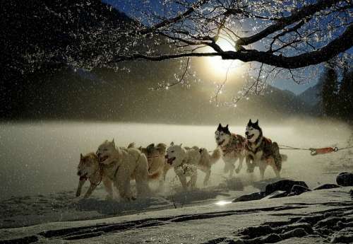 Dogs Huskies Animal Dog Racing Winter Wintry