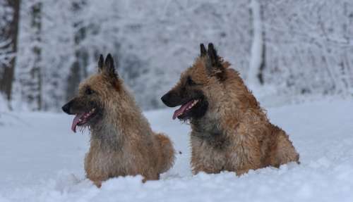 Dogs Snow Animal Winter Dog Pet Cold Nature