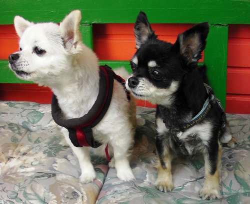 Dogs Chihuahua Couple Growl Barking