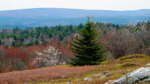 Dolly Sods Mountain View Pine Forest