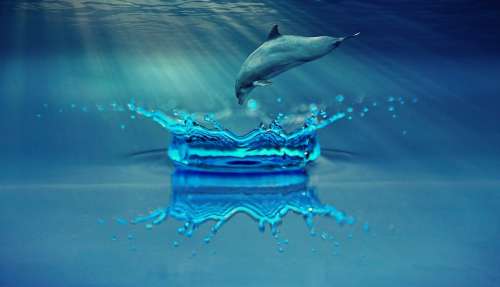 Dolphin Animal Marine Mammals Water Sea Ocean