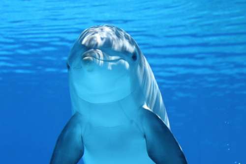 Dolphin Marine Mammals Water Sea Mammal Underwater