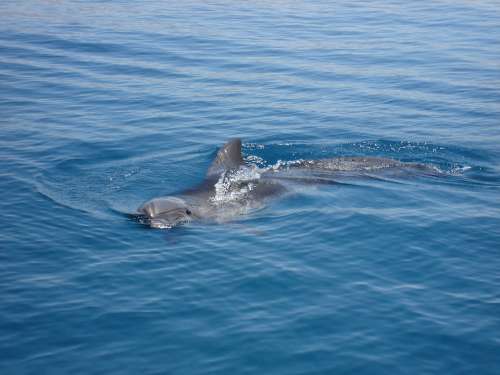 Dolphin Marine Life Sea Nature Creature Fin