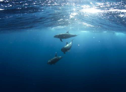 Dolphins Underwater Animals Life Marine Aquatic