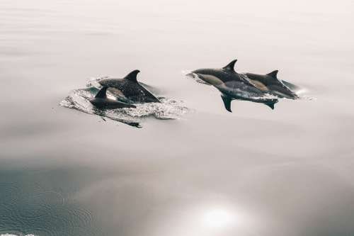 Dolphins Water Smooth Calm Ocean Sea Mammal