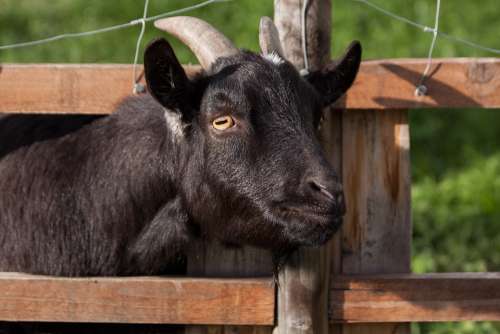Domestic Goat Capra Aegagrus Hircus Goat Animal