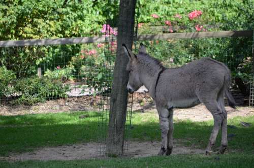 Donkey Tree Zoo Head Animal