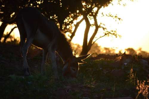 Donkey Sunset Farm Field Christmas Summer