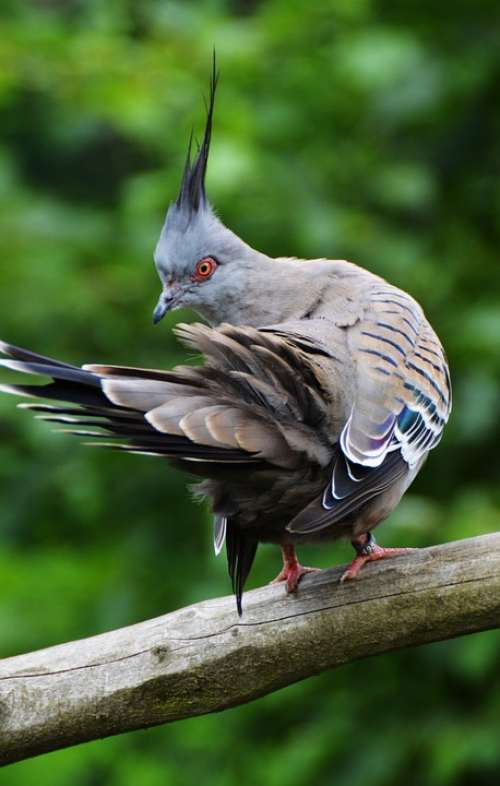 Dove Bird Birds Animals Feather Plumage