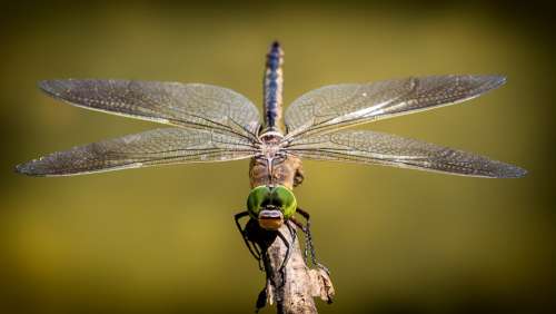 Dragonfly Wings Insect Nature Creature Branch