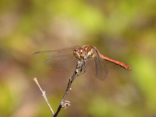 Dragonfly Sympetrum Striolatum Branch Winged Insect