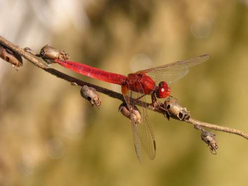 Dragonfly Red Dragonfly Erythraea Crocothemis Branch
