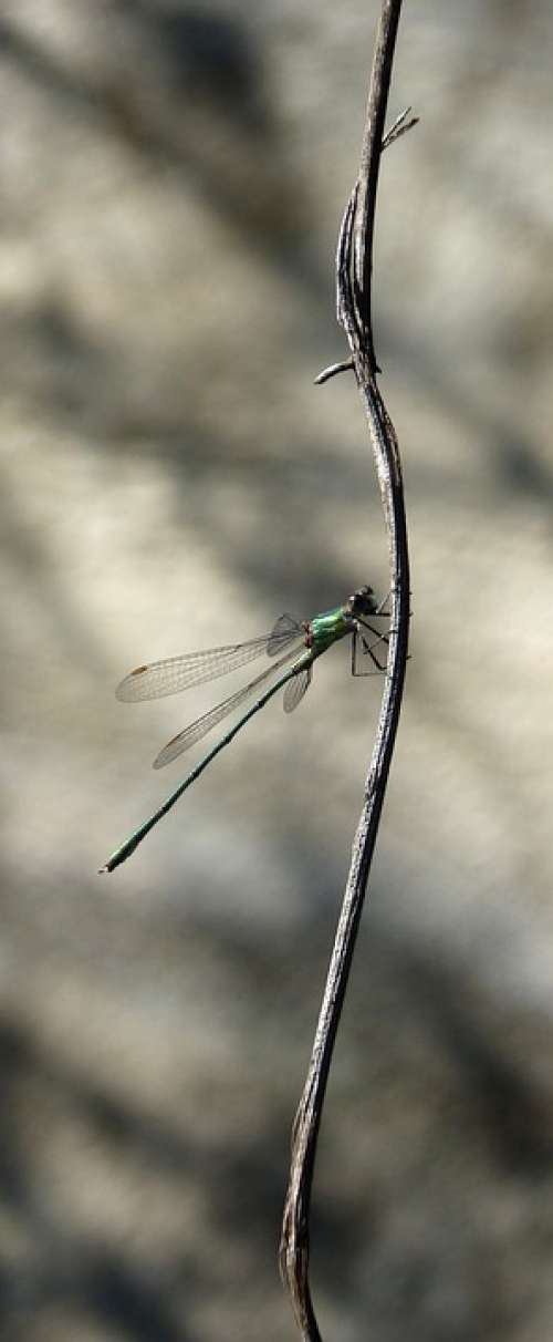 Dragonfly Green Dragonfly Damselfly Iridescent