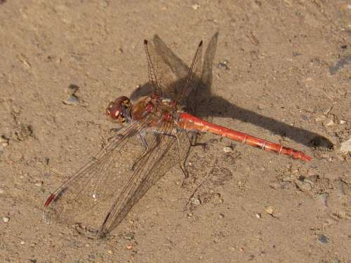 Dragonfly Sympetrum Striolatum Branch Winged Insect