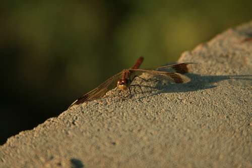 Dragonfly Nature Insects Concrete